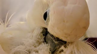 Victoria Cockatoo Fights for Her Life  Her Abuser Walks Free [upl. by Anoi123]