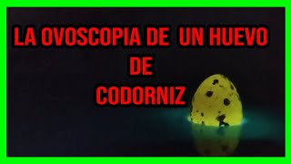 Ovoscopia De Huevos De Codorniz Cap2 [upl. by Juanita]