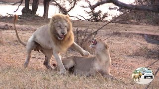 Casper The White Lion And Brothers Conquer The Nsemani Lion Pride [upl. by Namie]