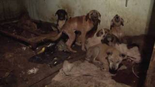 17 Dogs Rescued from Squalor [upl. by Vokaay511]