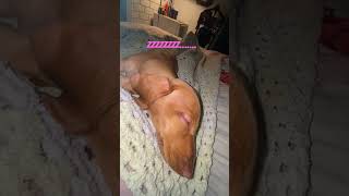 Tilly the dachshund puppy dachshund funny cute saturdaynight trust sleep [upl. by Tade]