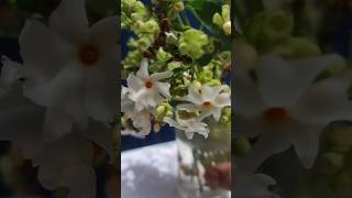 Experiment on Coral Jasmine trendingshorts experiements flowers [upl. by Attem]