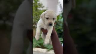 kgf song labradorpuppiesforinkerela doglover [upl. by Esertap343]