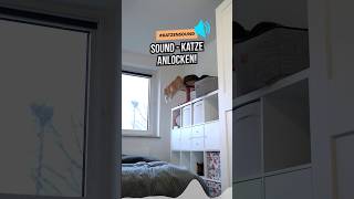 Katzensound 🎵 Sound zum Katze anlocken katzenwissen katzenliebe katzenleben katzenaufyoutube [upl. by Truman672]