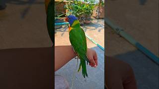 Rainbow lorikeet parrot sounds birds parrot lorikeet rainbowlorikeet shorts [upl. by Erskine273]