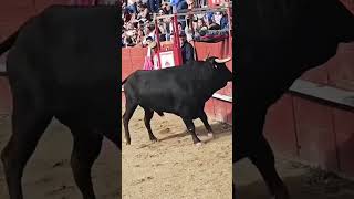 Salida del toro de Madroñizbousalcarrer fiesta toro bull greenscreen goodplayer [upl. by Moselle]