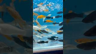 Molly Fishes Aquarium Setup mollyfish mollies yt ytshorts [upl. by Klimesh]