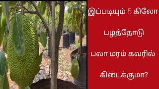 இப்படியும் 5kg பழத்தோடு பலாமரம் கவரில் கிடைக்குமா  Big Vietnam Super Early jackfruit plant in Cover [upl. by Samy]