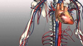 Veins of the body  PART 1  Anatomy Tutorial [upl. by Klemm]