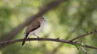 GORRIÓN PICOPLATA Indian Silverbill Euodice malabarica Especie introducida en Puerto Rico [upl. by Tolmann198]