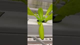 Butterhead lettuce hydroponics garden plants gardening greenhouse [upl. by Aviv]