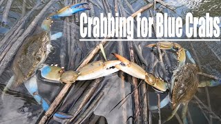 Weve Found the Perfect Blue Crab Bait Our traps are loaded [upl. by Aremahs]