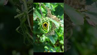 Weaver bird making nest WILDLIFE PHOTOGRAPHY [upl. by Andy848]