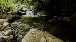 ASMR River Water and Bird Sounds  Relaxing Natural Sounds for Stress Relief [upl. by Ydnak584]