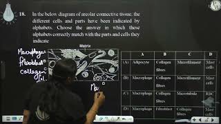 In the below diagram of areolar connective tissue the different cells and parts have been indic [upl. by Enelehs]