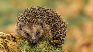 Saving Britains hedgehogs  Chester Zoo  Hedgehog conservation [upl. by Iolanthe273]