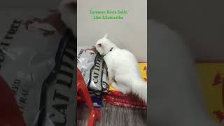 Parsion ketten cuteanimal shortvideo viralvideo ytshort [upl. by Maye]