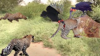 HornbillBird Parents Cooperate To Attack Leopard Madly To Save Baby From Death  Battle of Leopard [upl. by Eynttirb182]