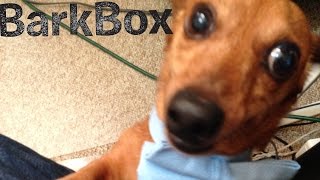 Wiener Dog Crabs Portillos July Barkbox Unboxing [upl. by Kenimod243]