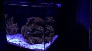 Aquamedic Blenny Nano Reef Tank [upl. by Quartis]