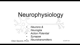 Neurophysiology BIO 201 Human Anatomy amp Physiology I [upl. by Klapp643]