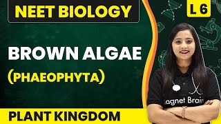 Brown Algae  Phaeophyta  Plant Kingdom  L6 Concepts  NEET Biology [upl. by Jamison169]