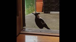 Talking Australian magpie [upl. by Annamarie42]