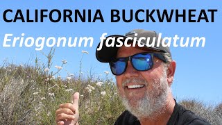 California Buckwheat Eriogonum fasciculatum  Wild Buckwheat identification and facts [upl. by Ekeiram]