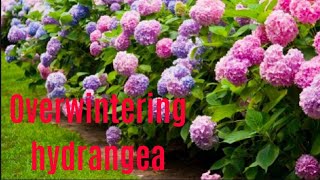 How to over winter hydrangeas  Results [upl. by Crespi]