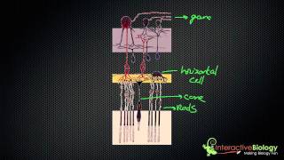 034 How Lateral Inhibition enhances Visual Edges [upl. by Daphna761]