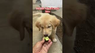 BenBen doesn’t want 🍋‍🟩 lime cutpuppy doglover pets [upl. by Beane]