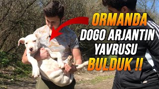 ORMANDA DOGO ARJANTİN YAVRUSU BULDUK  GÖZLERİMİZE İNANAMADIK [upl. by Hare]