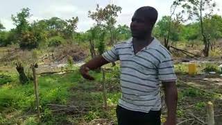 Introducing Mr Kwashie Darkudzi Sitting On 6000 Acres Of Forestry Farmland Ghana West Africa [upl. by Gayla]