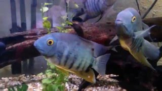 Treating Cichlids For Ich [upl. by Niroht]