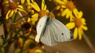 Butterflies seen at Pitsford Quarry Northants [upl. by Yrad]