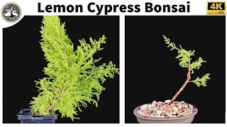 Lemon Cypress Bonsai [upl. by Aidni]