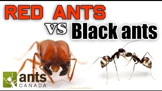 WHO WINS RED ANTS VS BLACK ANTS [upl. by Felder]