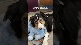 Dog With Mystery Illness Takes An Incredible Turn  The Dodo [upl. by Oza]