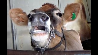 AWESOME MOOING COWS  Compilation  38 MINUTES [upl. by Granny]