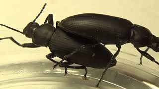 Жуки Монстры Супер Хрущак Zophobas morio Coleoptera Tenebrionidae [upl. by Uuge443]