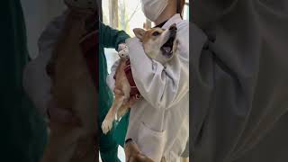 When the dogs gets an injection🤣🤣funny dog fyp funnydog doglover [upl. by Farra]