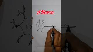 👍Neuron Diagram by easy trick in 2 min Nervous system neuron science biology sciencediagram [upl. by Cornel]