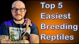 Top 5 EASIEST Reptiles To Breed  But You Probably Shouldnt [upl. by Haraj21]