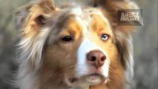 Dogs 101 Australian Shepherd [upl. by Egni]