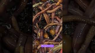 How Bout Some Worm ASMR 😉 asmrvideo wormfarm theelpydimension worms wormasmr [upl. by Otrevogir332]