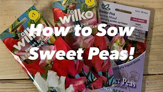 How to sow Sweet Peas in Your Garden [upl. by Adnohsed]