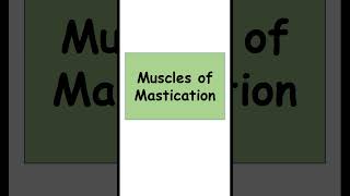 Muscles of Mastication anatomy biology [upl. by Aerdnas]