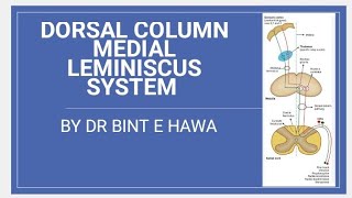 DORSAL COLUMN TractsFasciculus Gracilis and Fasciculus CuneatusNeuroanatomy made easy [upl. by Yreme]