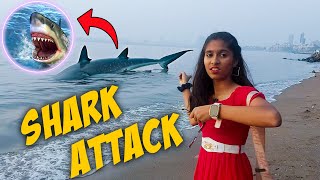 GIANT Shark Attack Near Beach  OMG Dangerous [upl. by Creath]