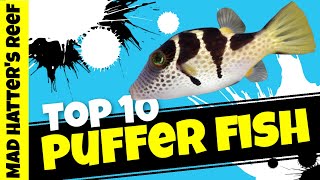 Top 10 Puffers for a Saltwater Aquarium [upl. by Inaboy]